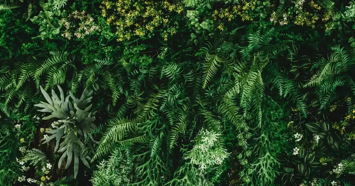 Lush green wall of ferns and foliage with small white flowers